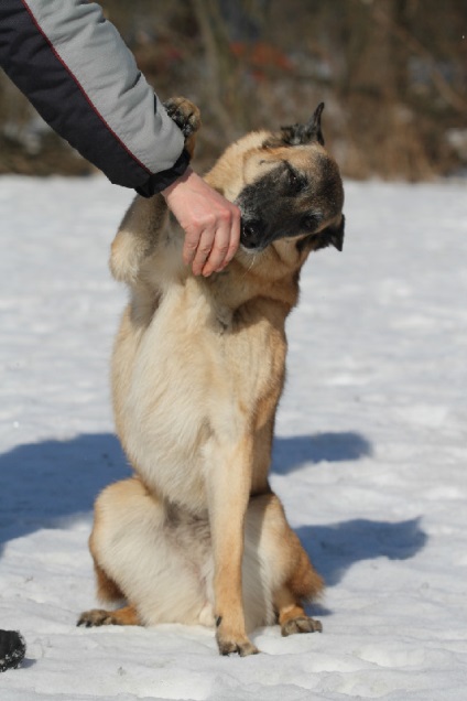 Cum de a învăța un câine de a face un 