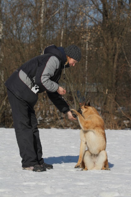 Cum de a învăța un câine de a face un 