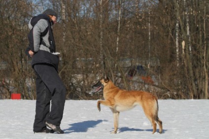 Cum de a învăța un câine de a face un 