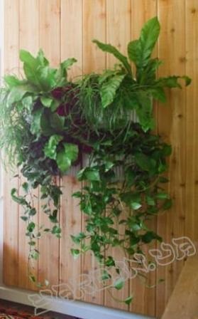 Cum se face o grădină de cameră, o enciclopedie de plante de interior
