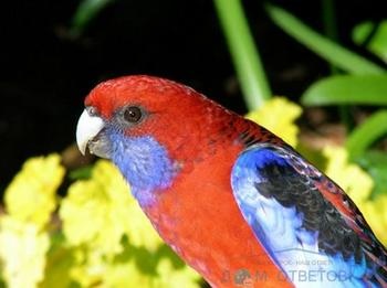 Hogyan elválaszt egy papagáj beszélni - válaszokat és tanácsokat a kérdéseire