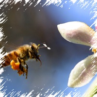 Hogy a méhek a méz betekintést a természet a kenőcs