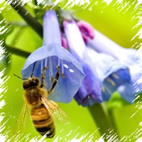 Hogy a méhek a méz betekintést a természet a kenőcs