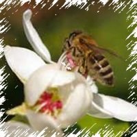 Cum albinele fac o miere o excursie în natura barilului de miere