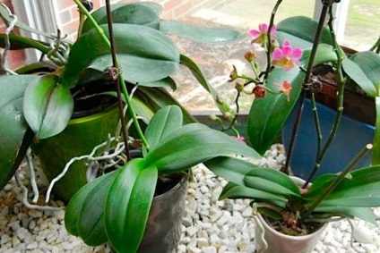 Hogy kell ukorenitel orchideafajok