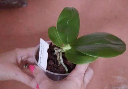 Hogy kell ukorenitel orchideafajok