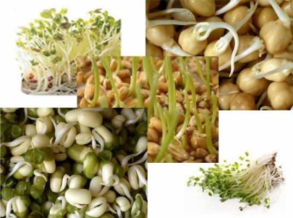 Cum să germineze în mod corespunzător semințe și cereale