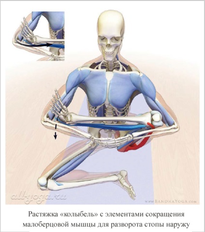 Cum să întindeți mușchii adductori ai coapsei pentru padmasana (postura de lotus)