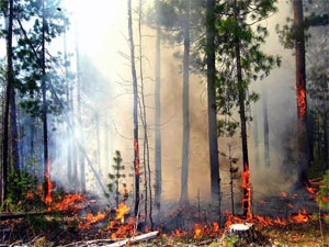 Cum să vă protejați de un incendiu forestier - supraviețuire în sălbăticie și situații extreme