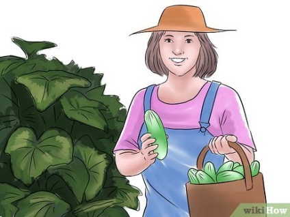 Cum să crească castraveți