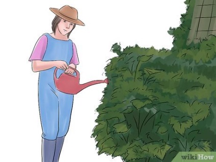 Cum să crească castraveți