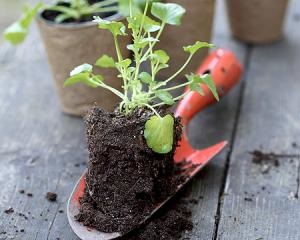 Hogyan növesztünk zöldséget egy üvegházban?