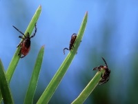 Cum să vă protejați de memento-ul căpușelor pentru cei care merg în pădure