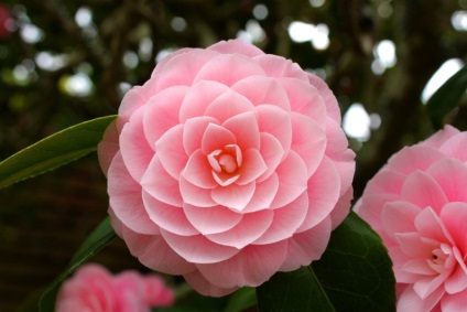 Îngrijirea, cultivarea, reproducerea Camellia