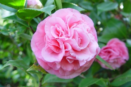 Îngrijirea, cultivarea, reproducerea Camellia