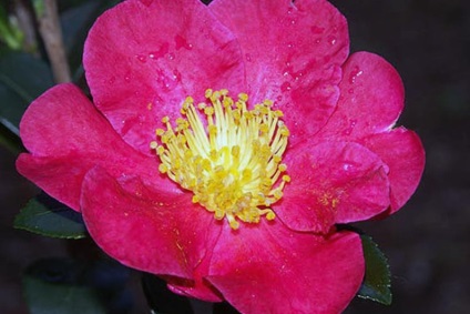 Îngrijirea, cultivarea, reproducerea Camellia