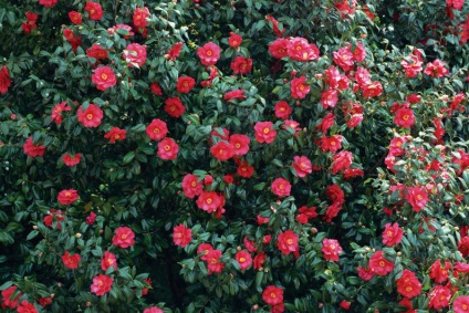 Îngrijirea, cultivarea, reproducerea Camellia