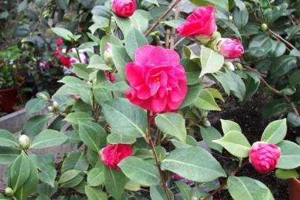 Îngrijirea, cultivarea, reproducerea Camellia