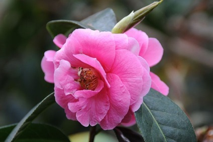 Îngrijirea, cultivarea, reproducerea Camellia