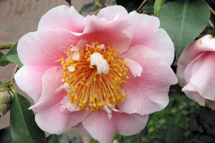 Îngrijirea, cultivarea, reproducerea Camellia
