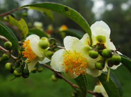 Îngrijirea, cultivarea, reproducerea Camellia