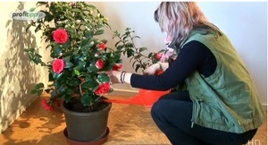 Camellia în îngrijirea la domiciliu, în special în creșterea animalelor