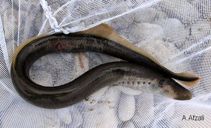 Lampra caspică, fotografia Lamprey (caspiomyzon wagneri), mărimea structurii de colorare