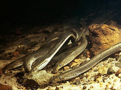 Lampra caspică, fotografia Lamprey (caspiomyzon wagneri), mărimea structurii de colorare