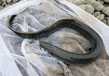 Lampra caspică, fotografia Lamprey (caspiomyzon wagneri), mărimea structurii de colorare