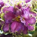 Catalog de violete (senpolia) de selecție domestică