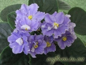 Catalog de soiuri de violete în fotografii (partea 2), flora mea