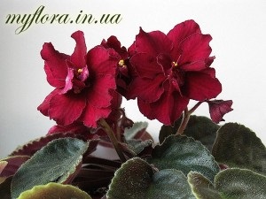 Catalog de soiuri de violete în fotografii (partea 2), flora mea