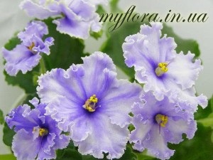 Catalog de soiuri de violete în fotografii (partea 2), flora mea