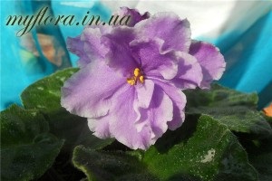 Catalog de soiuri de violete în fotografii (partea 2), flora mea