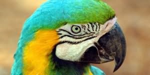 De ce papagalii viseaza mult