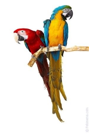De ce papagalii viseaza mult