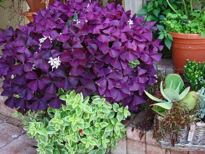 Kislitsa violet care reprezintă modul de îngrijire la domiciliu, nuanțe de îngrijire și