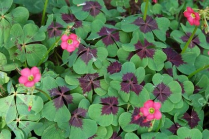 Lila oxalis vagy oksalis