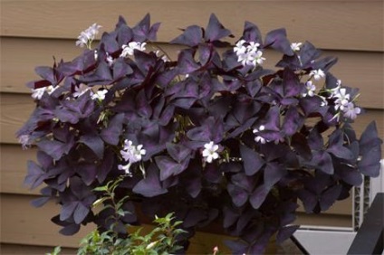 Kislitsa violet sau oxalis