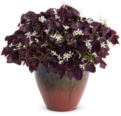 Kislitsa violet sau oxalis