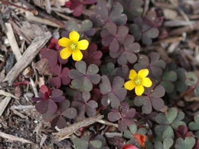 Lila oxalis vagy oksalis