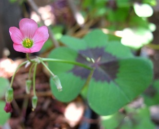 Floare de fericire din floare