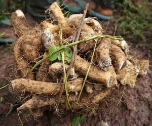 Chineză afrodisiac yam