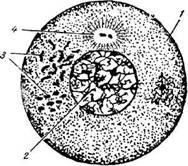 Celula și originea sa