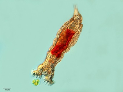 Rotifers (Rotatoria), furaje pentru rotifers de pește, rezervoare, specii rotifer, pescuit, depozitare, prăjituri