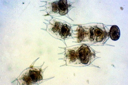 Rotifers (Rotatoria), furaje pentru rotifers de pește, rezervoare, specii rotifer, pescuit, depozitare, prăjituri