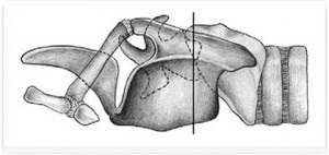 Anatomia computerizato-tomografică a laringelui în rasele de câini mezocefalici