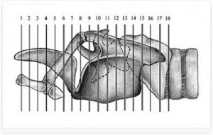 Komputertomográfiás anatómiája gége mezotsefalicheskih kutyafajták