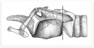 Anatomia computerizato-tomografică a laringelui în rasele de câini mezocefalici