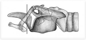 Anatomia computerizato-tomografică a laringelui în rasele de câini mezocefalici